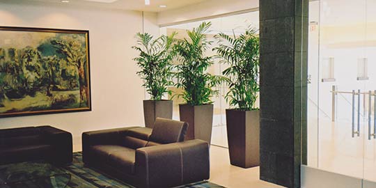 Interior Landscape Project Phoenix area