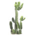 Cactuseuphorbiatrigona10 Th